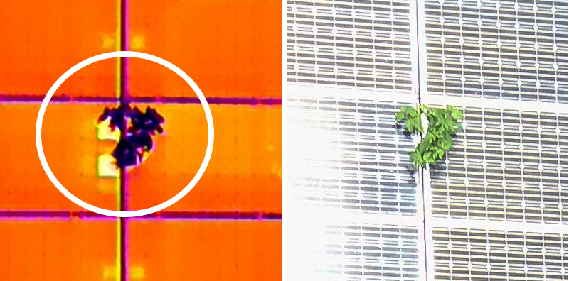 植生の影による高温の赤外線画像